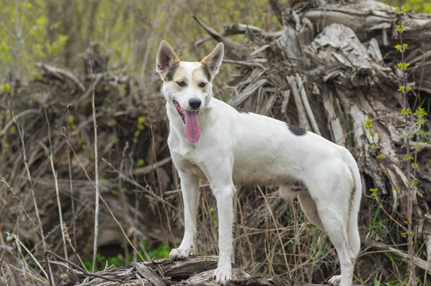 Λευκή διασταύρωση κυνηγιού και βόρειου σκύλου που στέκεται σε μια ρίζα πεσμένου δέντρου και κοιτάζει κάτω - Φωτογραφία, εικόνα