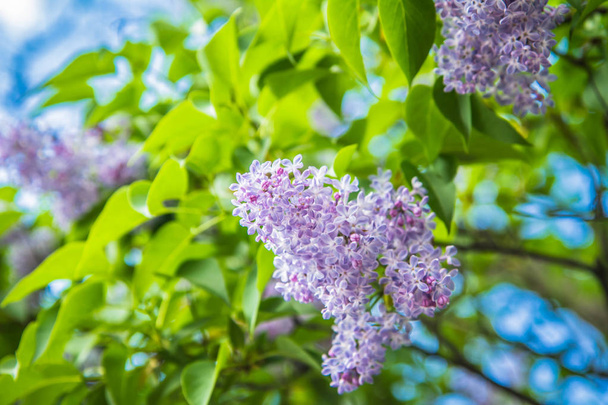 Lilac tree flowers in early stage of blooming - Foto, Bild