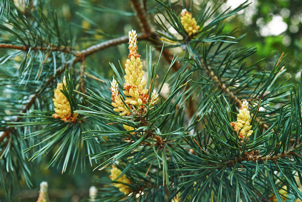 Blossoming pine - Valokuva, kuva