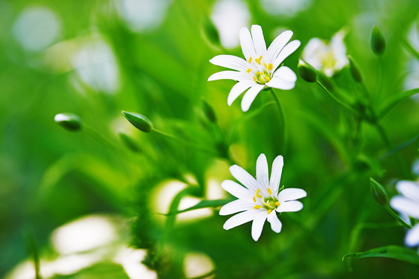 Stellaria fleurs - Photo, image