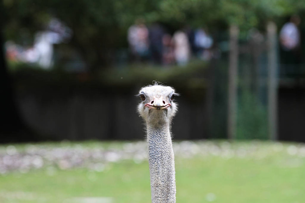 De gemeenschappelijke struisvogel, Struthio camelus of gewoon struisvogel - Foto, afbeelding