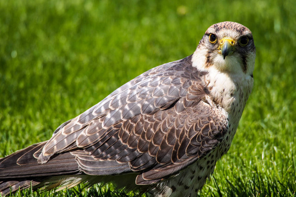 El halcón terrateniente, Falco biarmicus en un parque natural alemán
 - Foto, imagen
