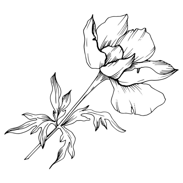 Vector Anemone floral botanical flowers. Black and white engraved ink art. Isolated anemone illustration element. - ベクター画像