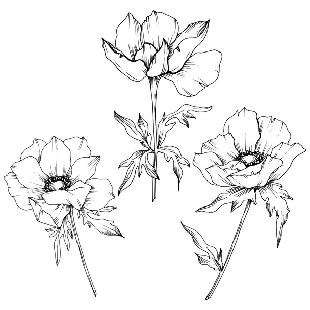 Διάνυσμα ανεμώνη λουλουδιών βοτανικών. Μαύρο και άσπρο χαραγμένο μελάνι τέχνης. Μεμονωμένο στοιχείο απεικόνισης ανεμώνης. - Διάνυσμα, εικόνα