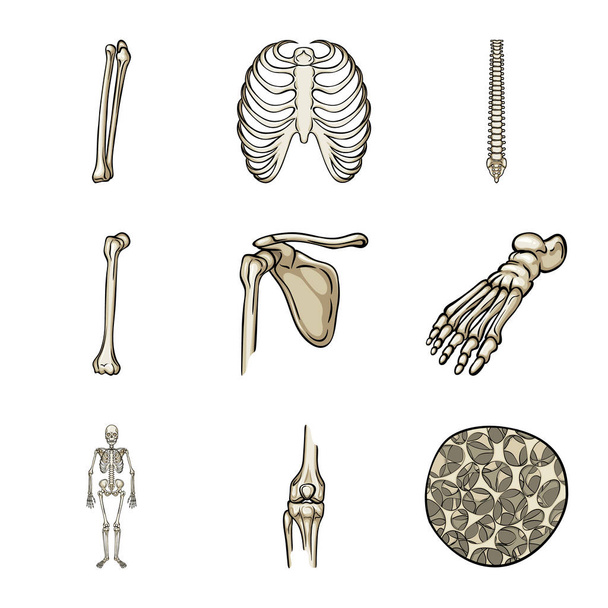 Diseño vectorial del signo óseo y esquelético. Colección de ilustración de vectores óseos y humanos
. - Vector, Imagen