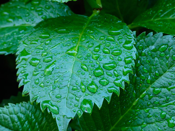 green leaves of intense color, sprinkled with drops of water - Valokuva, kuva
