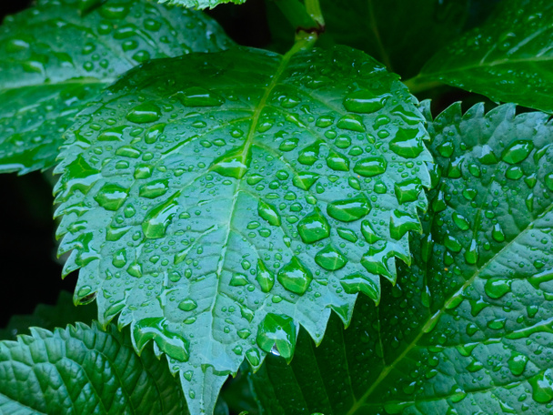 зеленые листья интенсивного цвета, посыпанные каплями воды
 - Фото, изображение