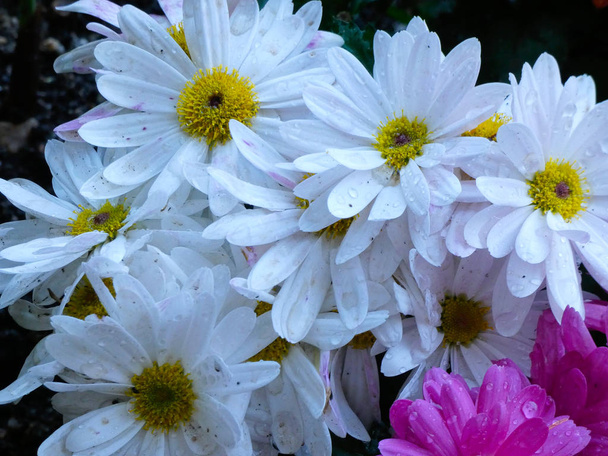 flores de jardín en primavera en la zona mediterránea
 - Foto, Imagen