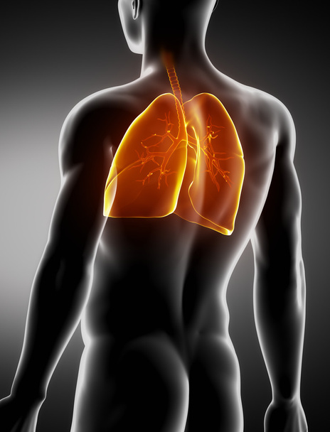 Легені і трахея чоловіча анатомія заднього рентгенівського вигляду
 - Фото, зображення