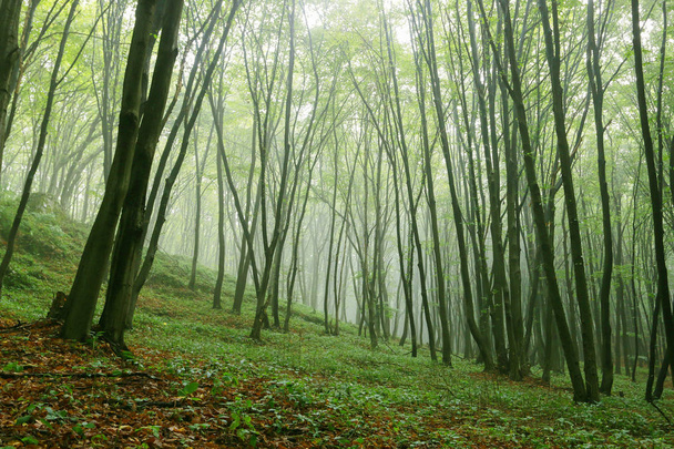 Ochtend in Misty Summer forest.  - Foto, afbeelding