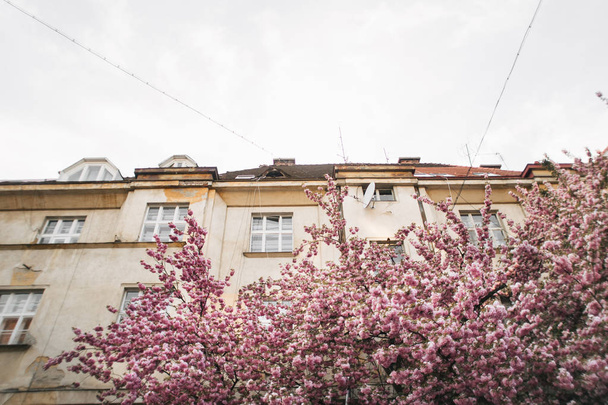 blossoming tree of sakura pink spring - Valokuva, kuva