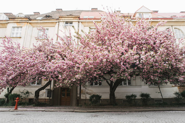 blossoming tree of sakura pink spring - Foto, Imagem