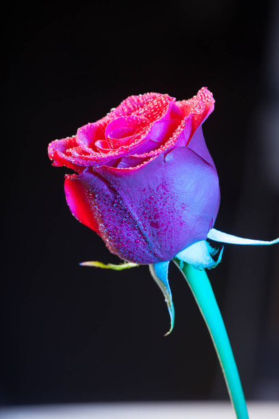 hübsche Rose mit Wassertropfen auf den Blütenblättern, auf schwarzem Hintergrund - Foto, Bild