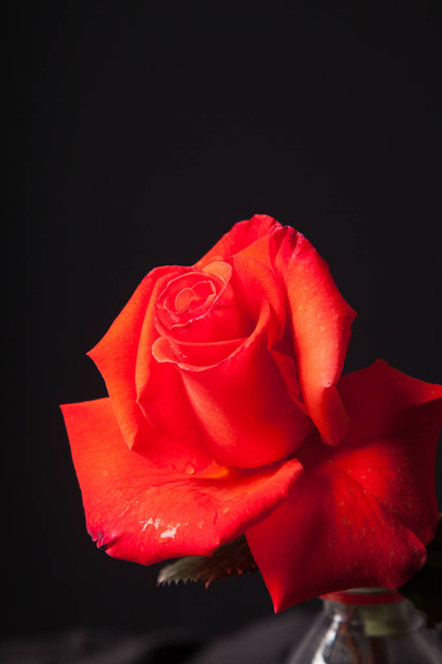flor rosa mostrando sus bonitos ptalos - Valokuva, kuva