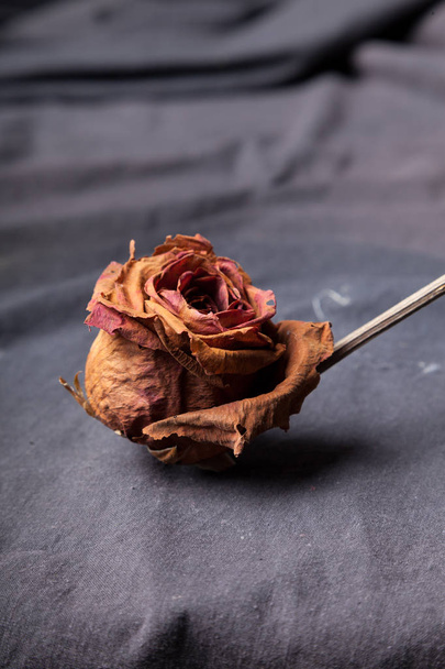 Dry rose on black cloth - Fotó, kép