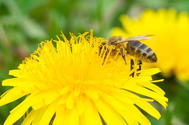 L'abeille recueille des macros de miel
 - Photo, image