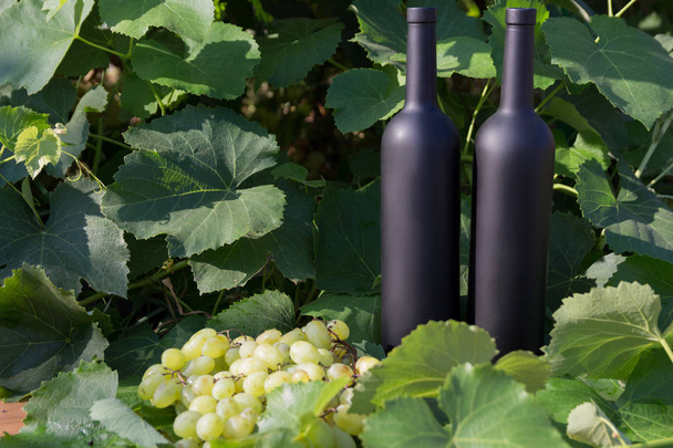 ワインのボトル2本は、ブドウ園の緑の葉に立っています。つる。天然ドリンク、プライベートブドウ園。天然ドリンク、プライベートブドウ畑ブドウが近くにあります - 写真・画像