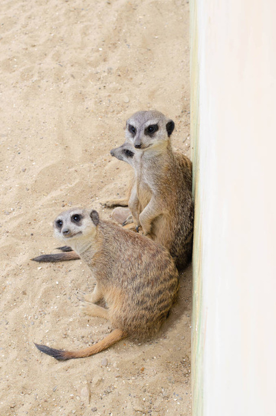 Several meerkats sit on the sand near the wall. - Photo, Image