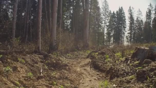 伐採の春 - 映像、動画