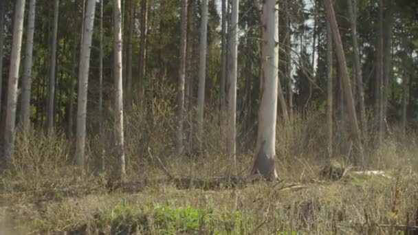 春に伐採された森林の木の幹 - 映像、動画