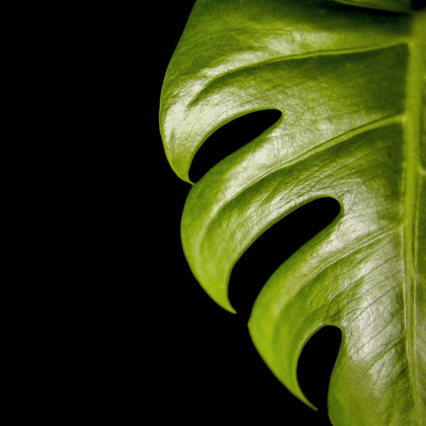 Close view of fresh green exotic monstera leaf on black background - Foto, imagen