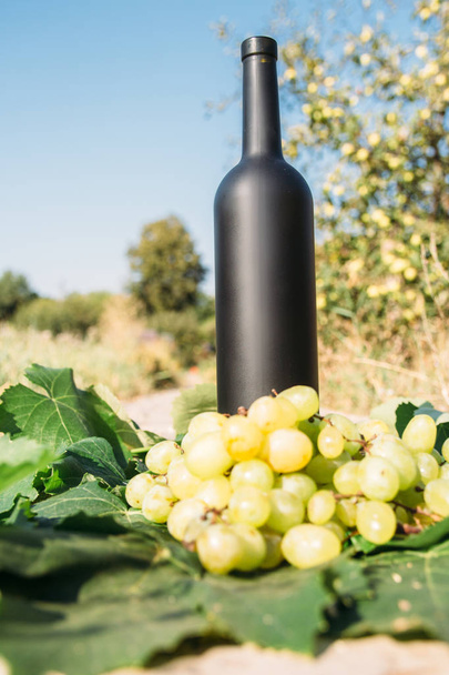 bouteille de vin se dresse contre les feuilles vertes du vignoble. vigne. boisson naturelle, vignobles privés. boisson naturelle, vignobles privés raisins sont à proximité debout sur la route dans la campagne
 - Photo, image