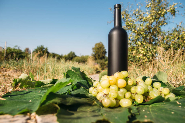 butelkę wina stoi przed zielonych liści z winnicy. winorośli. napój naturalny, pośród prywatnych winnic. napój naturalny, pośród prywatnych winnic winogrona są w pobliżu stojących na drodze w okolicach - Zdjęcie, obraz