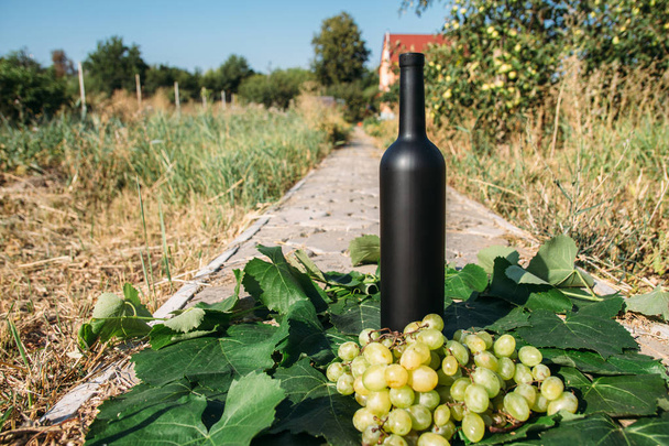 une bouteille de vin se dresse sur le fond des feuilles vertes du vignoble, près d'un bouquet de raisins. vigne. boisson naturelle, vignobles privés
 - Photo, image