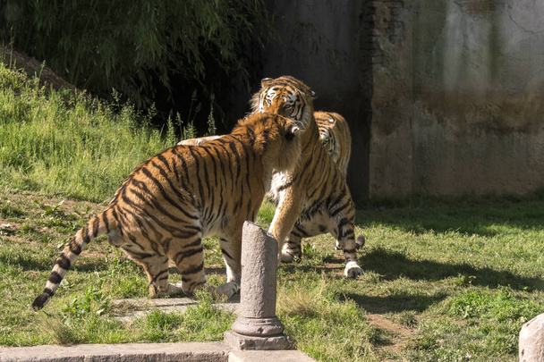 İtalya'da bir hayvanat bahçesinde iki kaplan mücadele - Fotoğraf, Görsel