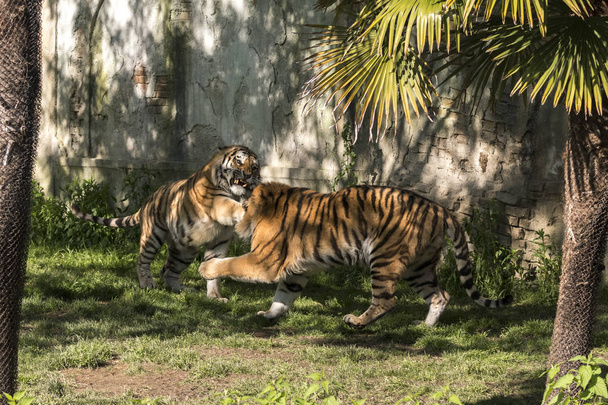 İtalya'da bir hayvanat bahçesinde iki kaplan mücadele - Fotoğraf, Görsel