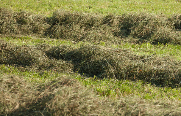 Αγροτική σκηνή κατά τη συγκομιδή σανό στο Villnoess σε Δολομίτες - Φωτογραφία, εικόνα