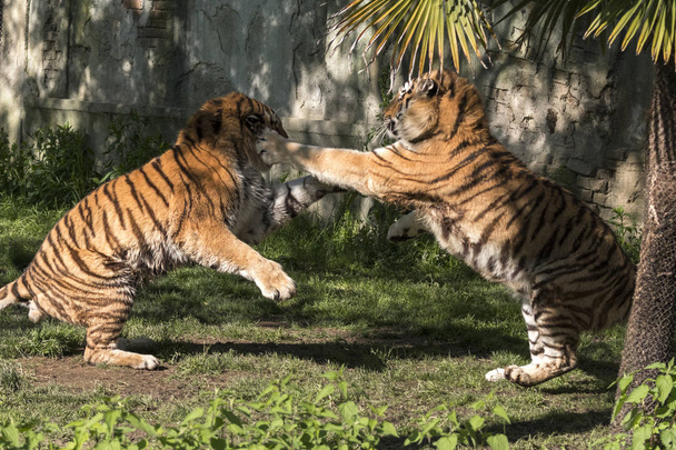δύο τίγρεις παλεύουν σε ένα ζωολογικό κήπο στην Ιταλία - Φωτογραφία, εικόνα