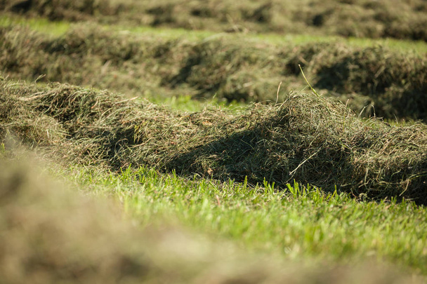 ドロミテのヴィルノエスでの干し草の収穫中の農村シーン - 写真・画像