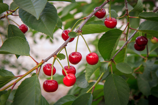 Κόκκινα κεράσια σε ένα δέντρο κατά των πράσινων φύλλων με θαμπό φόντο. - Φωτογραφία, εικόνα