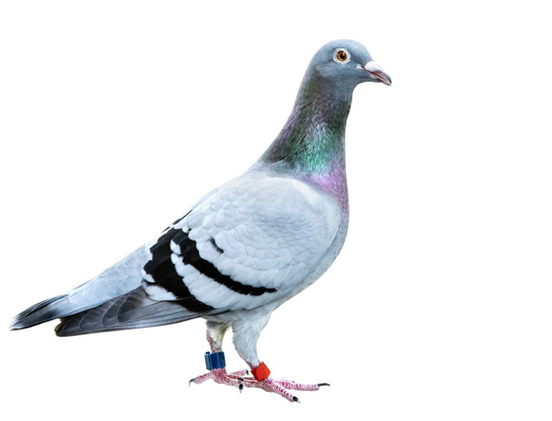 full body of speed racing pigeon bird isolate white background - Foto, immagini