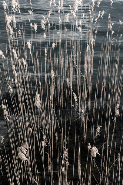 ungesättigtes goldgelbes Sumpfgras mit schimmerndem See dahinter - Foto, Bild