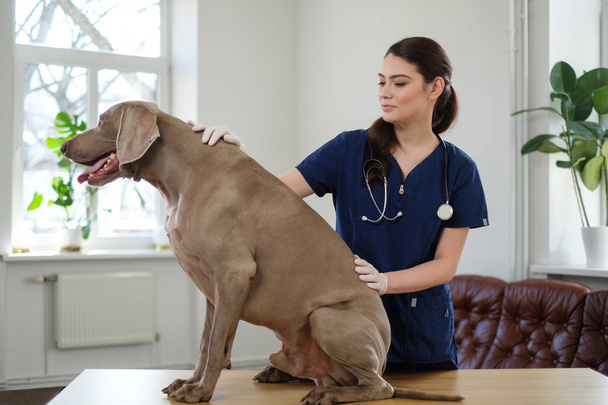 Veterinary surgeon and weimaraner dog at vet clinic - Foto, afbeelding