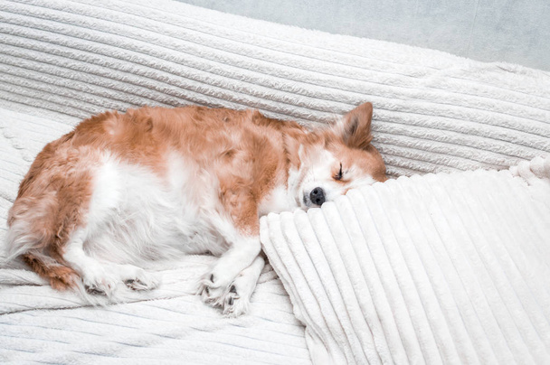 Portrait of a dog on a bed close-up. The dog is sleeping on the pillow. - 写真・画像