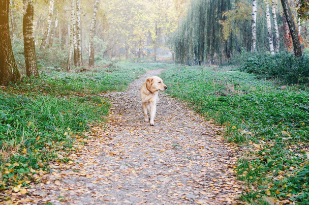 Σκύλος φυλή Γκόλντεν Ριτρίβερ σε μια βόλτα στο φθινοπωρινό πάρκο στο δρόμο - Φωτογραφία, εικόνα