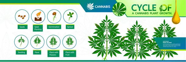 Ciclo di un vettore di crescita della pianta di cannabis illustrazione
. - Vettoriali, immagini