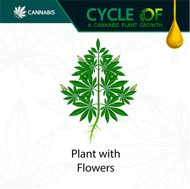 Ciclo de un vector de crecimiento de plantas de cannabis ilustración
. - Vector, imagen