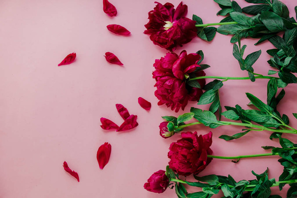 Red peonies flowers on pink background. - Foto, imagen