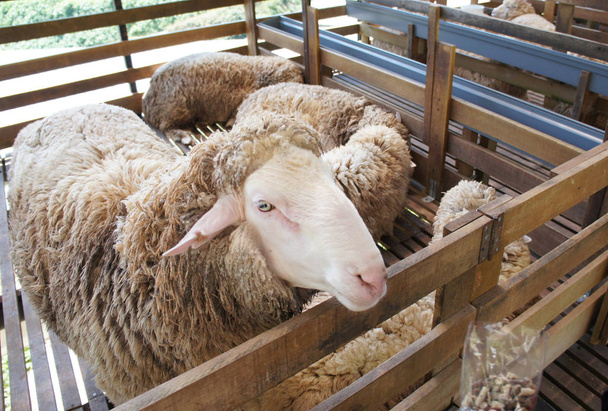 Ovce z vybraných plemen zvířat se umisťují do klecí. S ohledem na otruby a výživové potraviny k udržení kvality hospodářských zvířat. - Fotografie, Obrázek