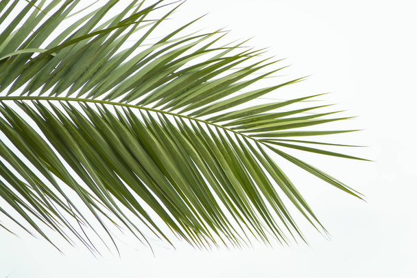 Vista dall'alto foglia verde isolata di una palma. Estate concetto di vacanza esotica
 - Foto, immagini