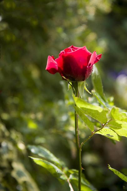 rosa roja en el jardín en la vegetación
 - Foto, Imagen