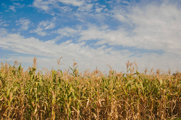 Obloha a pole kukuřice - Fotografie, Obrázek