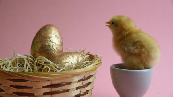 Keltainen poikanen munakupissa pääsiäispesällä ja pääsiäismunilla
 - Materiaali, video