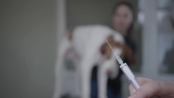 Veterinarian prepare a syringe for injection on the foreground. The blurred figure of woman petting her big dog standing on the table on the background. Pet health care and medical concept - Video, Çekim