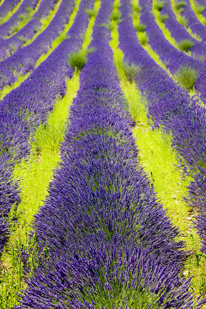 Lavender field - Photo, Image
