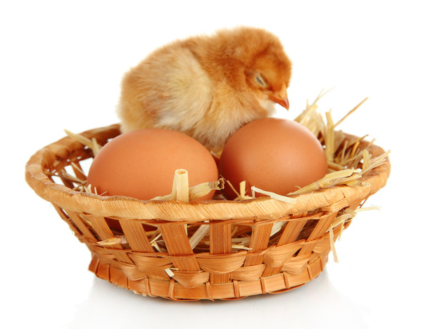 Little chicken with eggs in wicker basket isolated on white - Фото, изображение
